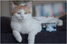 See how the petal cards compare. Help Animals And Melt S With The Peta Visa Rewards Credit Card Peta