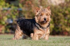 Unsere welpen kommen in einem seperatem zimmer in einer wurfkiste zur welt. Norwich Terrier Hund Charakter Haltung Pflege Zooplus