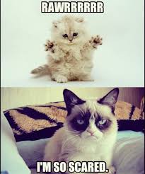 Grumpy Cat Quotes Grouchy Quotes Grumpy Cat Jokes For More Hilarious Quotes And Jokes Funny Visit Www Best Grumpy Cat Humor Funny Grumpy Cat Memes Cat Jokes