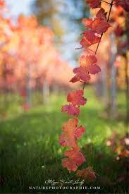 Un Automne Dans Les Vignes Vigne Belle Photo Photos De Nature