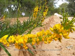 Image result for Crotalaria misella