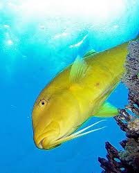 golden goat fish fish golden goat sea fish