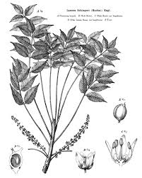 Image result for Lannea schimperi