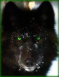 Alpha black wolf with green eyes. Pin By Kim Kahn On Wolf Wolf Pictures Beautiful Wolves Wolf Photos