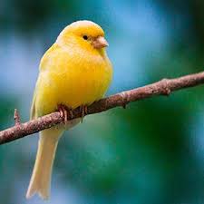 Setelah 2 minggu, masukkan burung murai jantan ke dalam kandang betina, namun jangan keluarkan dari sangkarnya. Lomba Burung Dan Pameran Batu Akik Home Facebook
