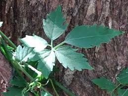 Image result for Cayratia