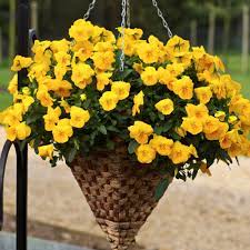 With these, you'll be able to add interest and color to any. Pansy Trailing Freefall Golden Yellow Autumn Winter Flowering Tray Of 40 Plug Plants Brookside Nursery