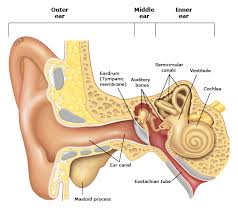 Further, patients with craniofacial abnormalities (eg, down syndrome. Acute Otitis Media In Adults Uptodate