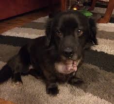 The resulting breed quickly drew attention for its excellent hunting skills, and became officially known as the golden retriever in 1920. Alfred Flat Coated Retriever Mix M A I N Medical Animals In Need Dog Rescue In Phoenix Arizona