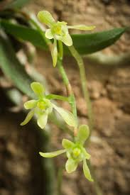 Image result for Mystacidium