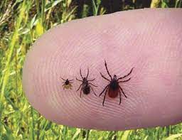 Ticks Spread More For You To Worry About Beyond Lyme Disease News Clintonherald Com