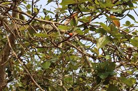 Image result for Ficus trichopoda