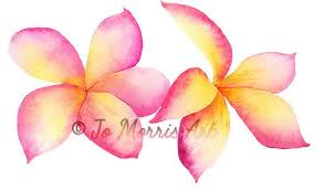 Tropical Frangipani Watercolour A4 Giclee Fine Art Print By Jo Morris Affordable Art Free Original Watercolor Art Watercolor Art Prints Painting Art Projects