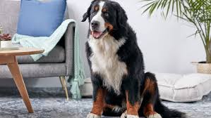 Champion bloodlines on all sides. Bernese Mountain Dog Full Profile History And Care