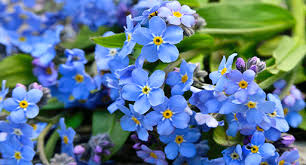 Check spelling or type a new query. Forget Me Not Growing Guide Tui Prepare Plant Nourish