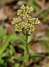 Image result for Crassula alba