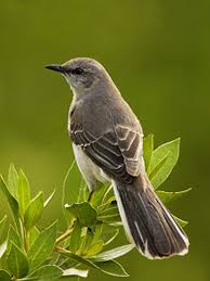 Brown Birds Of East Texas Are You Really Southern State Birds Bird Backyard Birds