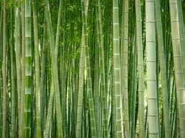 Bamboo is an evergreen perennial plant which popular because it grows fast and has a nice visual aesthetic. Bamboo Control How To Get Rid Of Bamboo