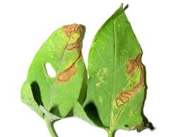 Image result for Stigmella freyella