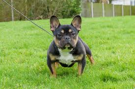He is a rare blue and tan color therefore he is sure to be topic of conversation meet ziggy, one of our adorable french bulldog puppies for sale. Top 10 French Bulldog Cross Breeds Hybried Dog Breeds Dogmal