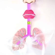 How To Make A Lung Model With Kids Maquetas Para Ninos Sistema Respiratorio Para Ninos Maqueta Del Sistema Respiratorio