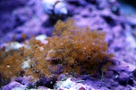 Hydriods On New Coral And How To Remove - Reef Central Online Community