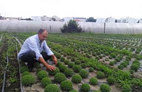 (portugal) a small decorated pot of basil, traditionally given as a symbol of love on st. Joaquim Araujo E O Maior Produtor De Manjericos Do Pais