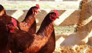 They are also pretty kid friendly (with the exception of the roosters). Considering Rhode Island Red Chickens The 19 Things You Must Know First The Featherbrain