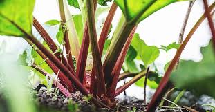 We did not find results for: Growing Rhubarb Varieties Planting Guide Care Problems And Harvest