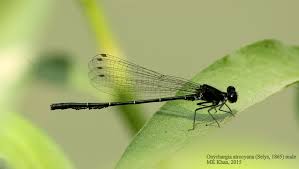 Image result for Ouratea andongensis