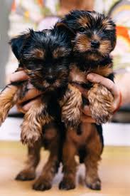 Pin On Yorkshire Terrier