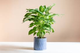 Image result for beautiful dieffenbachia