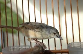 Disamping memperkaya variasi suara burung kicau juga bisa melatih agar burung kita semakin gacor dan. Daftar Harga Burung Ciblek Terbaru September 2020 Lengkap