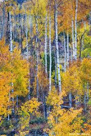 Birch Trees In Colorado Aspen Tree Magic Cottonwood Pass Aspen Trees Landscape Stairs Landscape