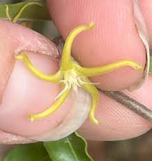 Image result for Fockea