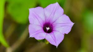 Image result for Ipomoea turbinata