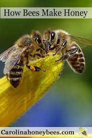 Birds Do It Bees Do It Movie How Do Bees Make Honey And Why Bee How Bees Make Honey Bee Keeping