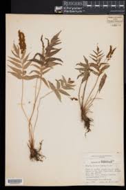 Image result for Anemia schimperiana