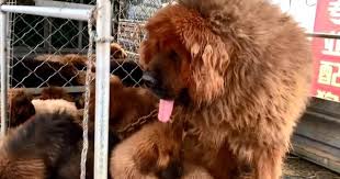 北方農村的狗市 有大名鼎鼎的藏獒 以及松狮 西施犬 吉娃娃 斑点狗 小鹿犬等各种狗狗