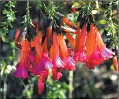 Maybe you would like to learn more about one of these? Sacred Flower Of The Incas Is Native To The Andes Mountains Cape Gazette