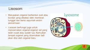 Sel mampu melakukan semua aktivitas kehidupan dan sebagian besar reaksi kimia untuk mempertahankan kehidupan berlangsung di dalam sel. Sel Hewan Addiena Saniscara 01 Aisyah Rahadi Safitri 02 Ppt Download