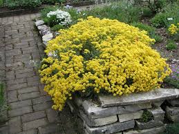 Maybe you would like to learn more about one of these? Goldlack