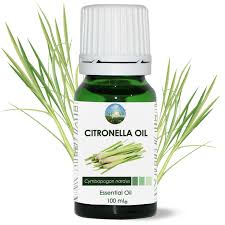 Image result for Cymbopogon nardus