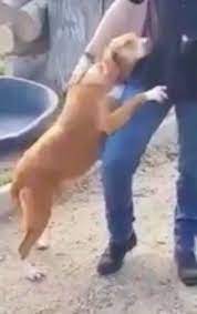 dog hugs journalist at animal shelter and won t let go