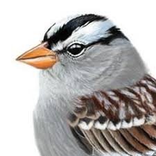 Black Bird With White Stripes On Wings White Crowned Sparrow Identify Black And White Bird Sparrow