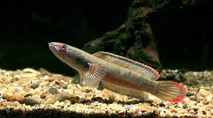 Channa Sp Fire And Ice Tropical Fish Tanks Aquarium Fish Cool Fish