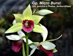 Image result for Phaius