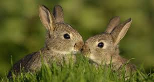 reproduccion de los conejos reproduccion de los conejos