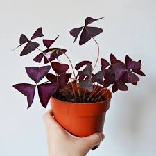 Supplies to use with wood sorrel 'plum crazy': Fzxtk X4sbuaxm