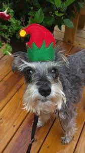 Dog Cat Elf Hat For Pets Christmas Hat Etsy Christmas Animals Christmas Dog Costume Christmas Cats